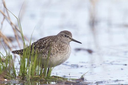 Liro lepää, Wood Sandpiper, Tringa glareola. Liro lepää, Wood Sandpiper, Tringa glareola.
