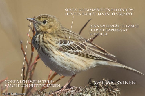 Metsäkirvinen, tunnistuskuva. Metsäkirvinen, tunnistuskuva.