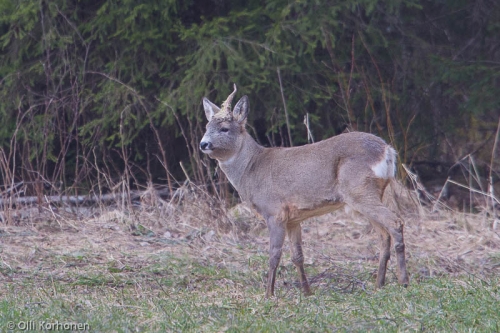 Suonenjoen yksisarvinen (unicornis).