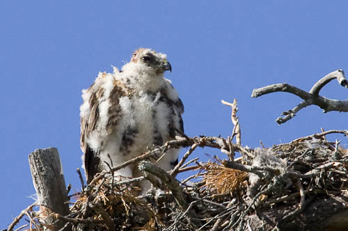 bird photography, nature photography