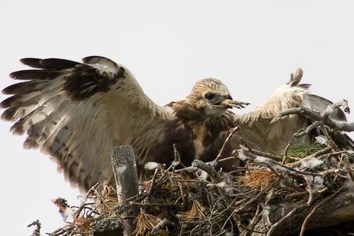 bird photography, nature photography