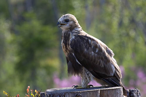 bird photography, nature photography