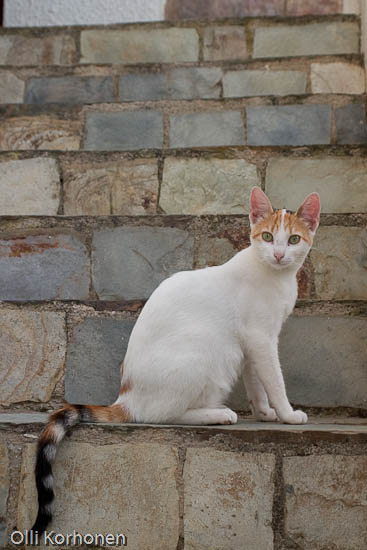 Kuva: kissa, kulkukisssa portailla , Kreeta, Kreikka, A cat in Crete.