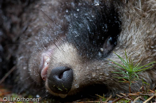 Road kill Raccoon dog