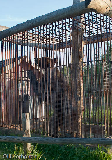 Caged bear in Russia