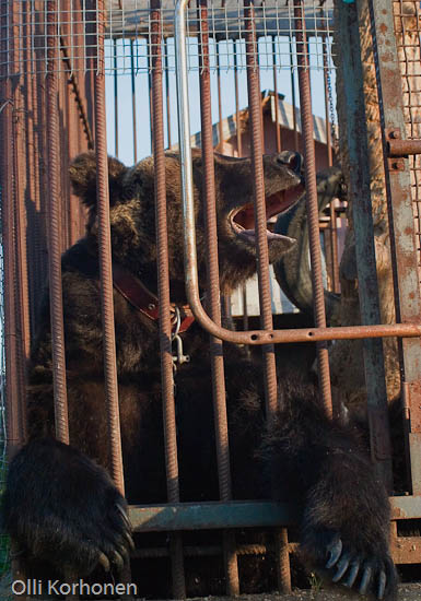 Caged bear in Russia