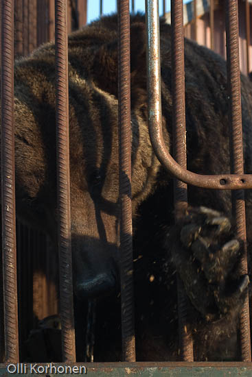 Bear in a cage in Russia