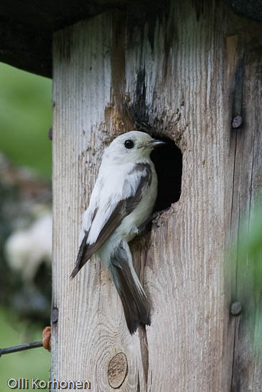 Leukistinen Kirjosieppo, leucistic pied flycatcher