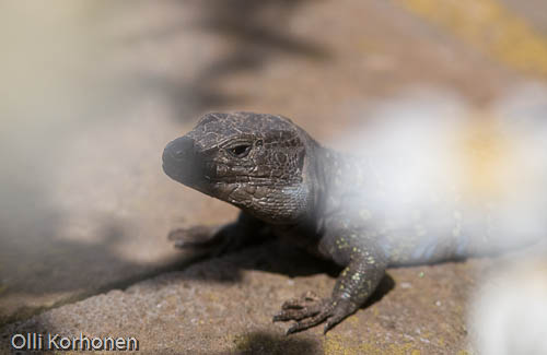 Kuva: salamanteri lähikuvassa, Kreeta, Salamander.