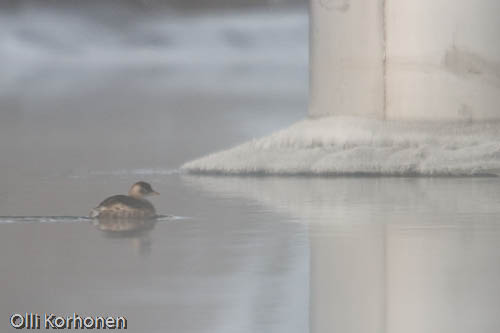 Pikku-uikku, Little Grebe