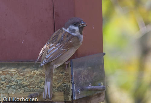 Leukistinen pikkuvarpunen, Leucistic tree sparrow