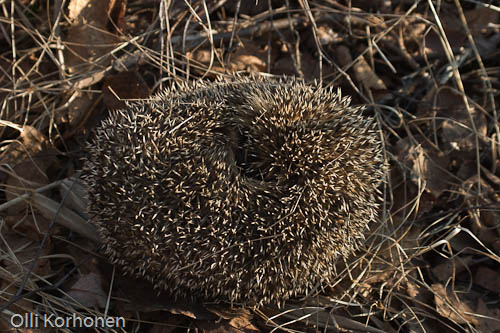 Siili suojautuu kerällä, Hedgehog in a ball