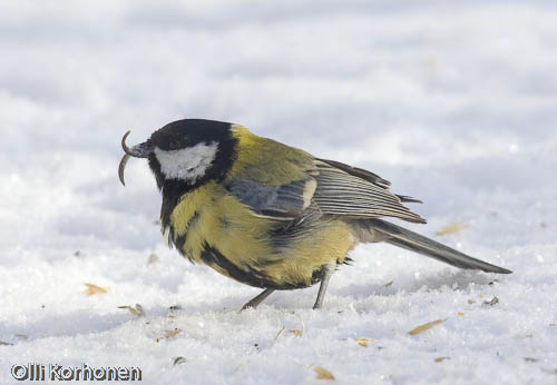 Saksinokka, Talitiainen, epämuodostunut, scissor-beaked great tit