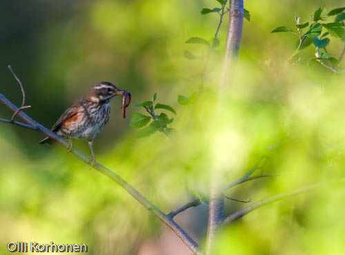 Redwing with a worm.