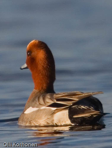 bird photography, nature photography