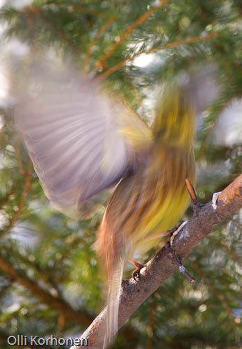 bird photography, nature photography