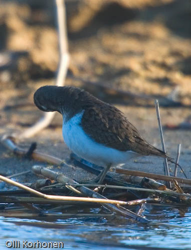 bird photography, nature photography