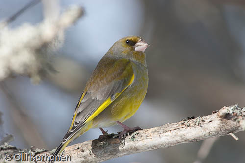 viherpeippo, greenfinch, verdier d'europe, carduelis chloris, grönfink, photo, kuva