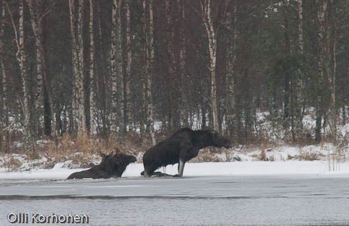 Kuva: Hirvi nousee vedestä jäälle.