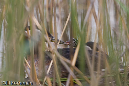 bird photography, nature photography