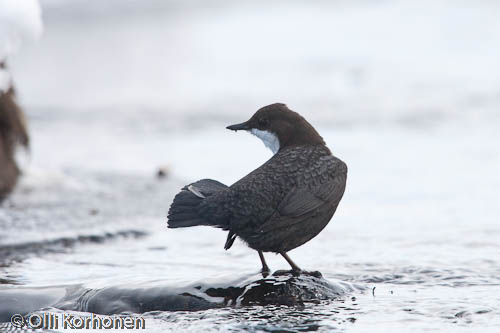 bird photography, nature photography