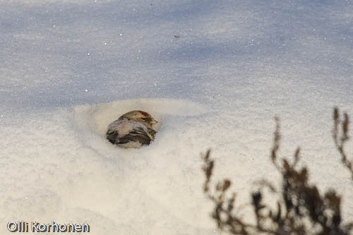 Picture of an Arctic Redpoll burrowing into the snow.