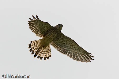 tuulihaukka, kestrel, faucon crécerelle, falco tinnunculus, tornfalk, photo, kuva