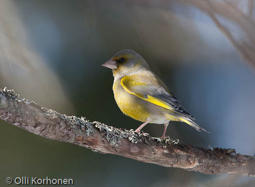 viherpeippo, greenfinch, verdier d'europe, carduelis chloris, grönfink, photo, kuva