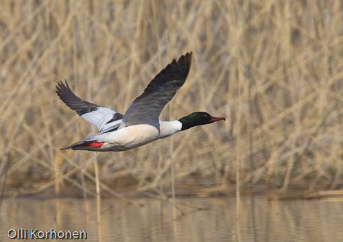 bird photography, nature photography