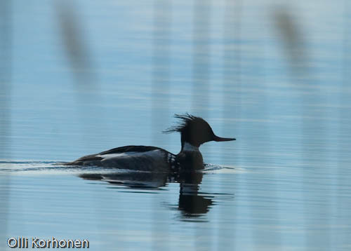 bird photography