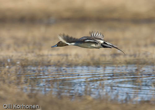 bird photography, nature photography