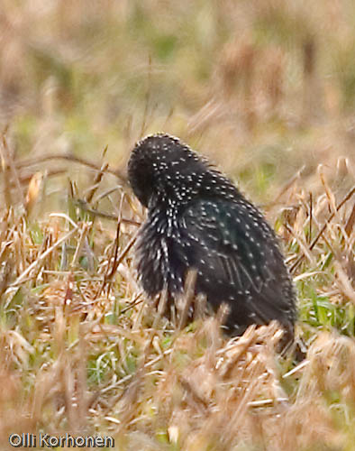 bird photography