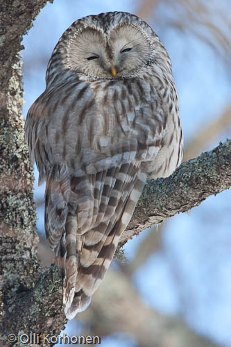 bird photography, viirupöllö, ural owl, chouette de l'oural, strix uralensis, slaguggla, kuva, photo