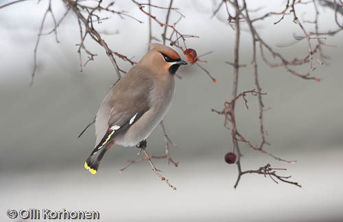 bird photography,tilhi, waxwing, jaseur boréal, bombycilla garrulus, sidensvans, kuva, photo