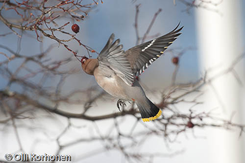 bird photography, tilhi, waxwing, jaseur boréal, bombycilla garrulus, sidensvans