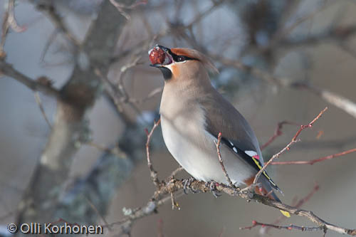 bird photography, tilhi, waxwing, jaseur boréal, bombycilla garrulus, sidensvans