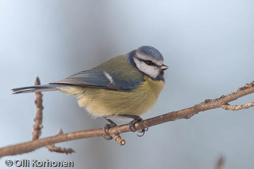 bird photography, sinitiainen, blue tit, mésange bleue, parus caeruleus, blåmes, photo, kuva