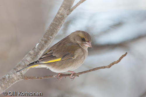 bird photography, viherpeippo, greenfinch, verdier d'europe, carduelis chloris, grönfink, photo, kuva