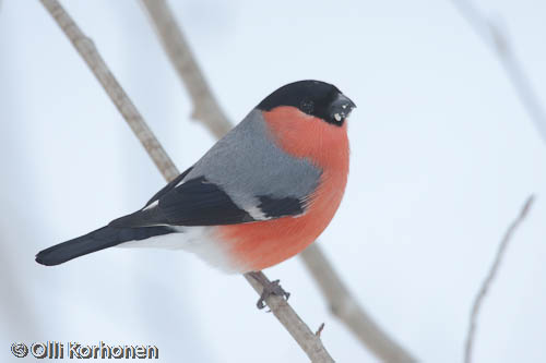 bird photography, punatulkku, bullfinch, bouvreuil pivoine, pyrrhula pyrrhula, domherre, photo, kuva