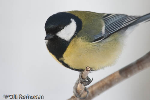 talitiainen, great tit, mésange charbonnière, parus major, talgoxe, photo, kuva