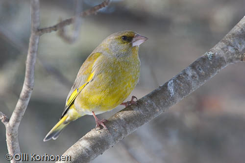 bird photography, viherpeippo, greenfinch, verdier d'europe, carduelis chloris, grönfink, kuva, photo, foto