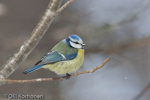 Bird photography, sinitiainen, blue tit, mésange bleue, parus caeruleus, blåmes, photo, kuva