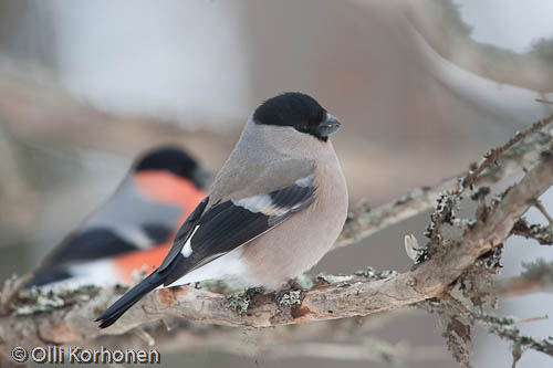 punatulkku, bullfinch, bouvreuil pivoine, pyrrhula pyrrhula, domherre, photo, kuva, bird photography