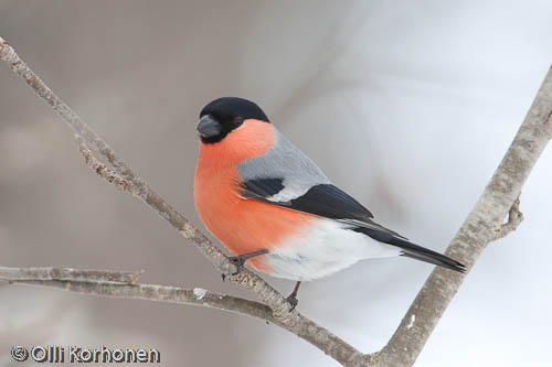 punatulkku, bullfinch, bouvreuil pivoine, pyrrhula pyrrhula, domherre, photo, kuva ,bird photography