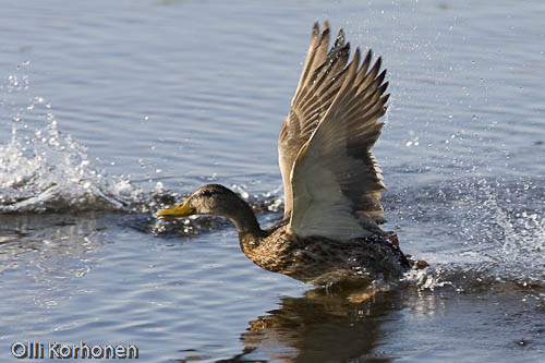 nature photography, bird photography