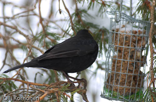 bird photography