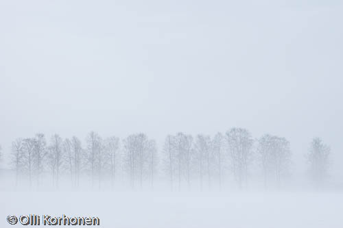 Trees in a fog