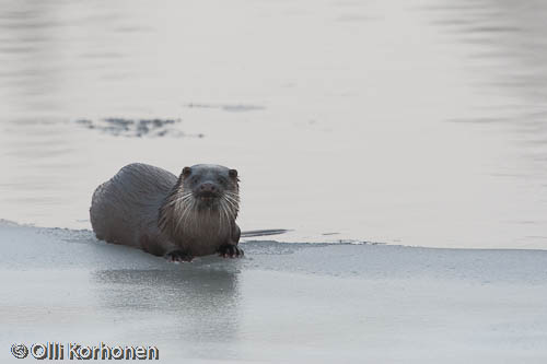 saukko, otter