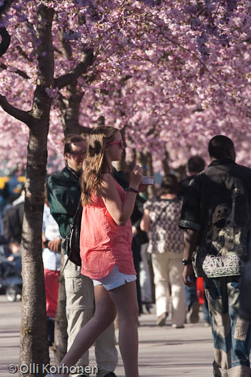 Kungsträdgården, Stockholm, april, huhtikuu, cherry, blossoms, in bloom A girl passing by.