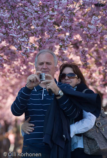 A couple taking a photo under cherry blossoms in bloom.